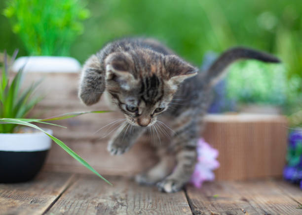 istock Fluffy grey cat sits in wicker basket in summer garden 1252037616