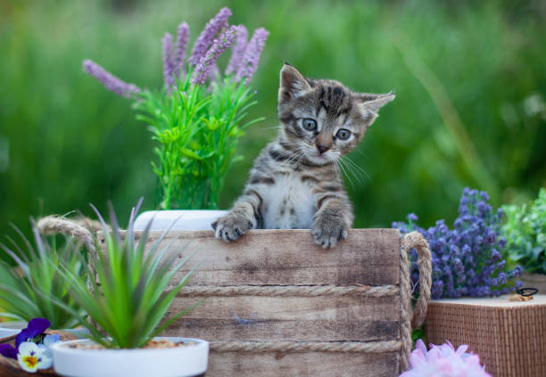 Fluffy grey cat sits in wicker basket in summer garden