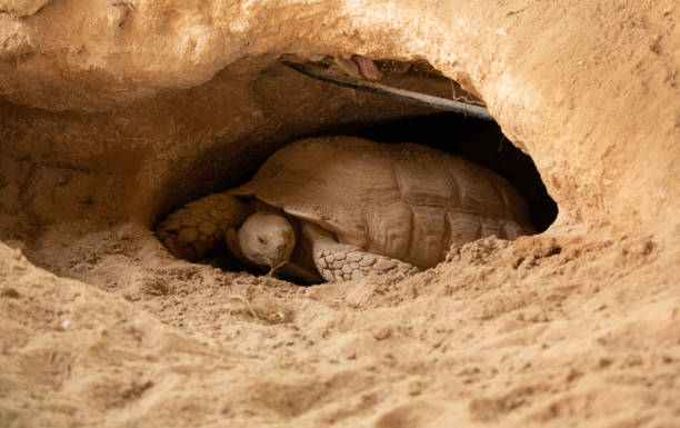 la tartaruga del deserto vive in un buco fatto nel deserto - desert tortoise foto e immagini stock