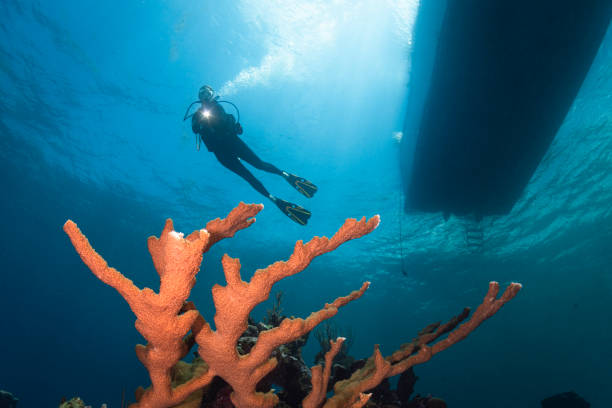 elkhorn koraal, duiker en boot - kaaimaneilanden - acropora palmata stockfoto's en -beelden
