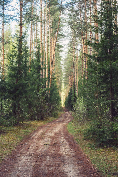 istock Forest path in spring, wild forest belt, European spruce and pine forest 1252078922