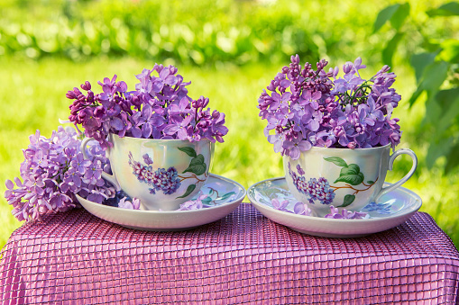 Beautiful bouquet of lilacs, lilac flowers in cups and saucers