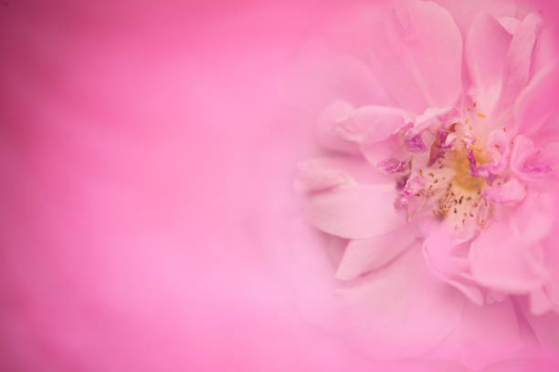 Horizontal background with rose layered with sheer pink fabrics.