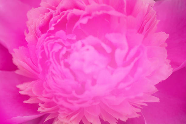 istock Pink background with pink peony layered with sheer fabric. 1252090812