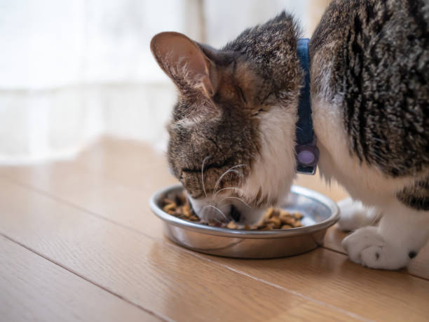 istock Cat eating from bowl on floor indoors 1252108269