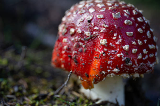 istock Wild mushroom growing in wet forest; vintage style 1252123328
