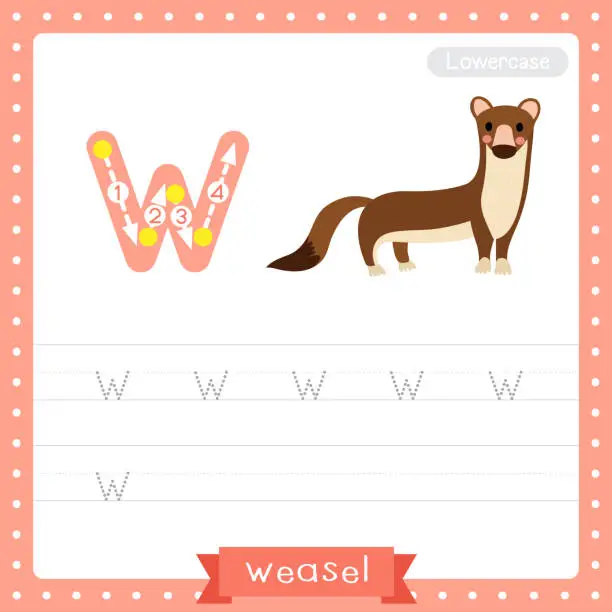 Vector illustration of Letter W lowercase tracing practice worksheet of Weasel