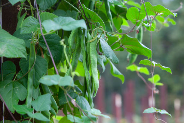 istock Bean pods hanging on the vine in garden 1252126308