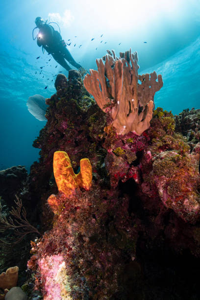 istock Caribbean coral reef and diver 1252128515