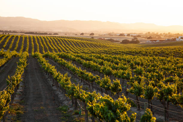 sole al tramonto inondando luce dorata sul vigneto - vineyard in a row crop california foto e immagini stock