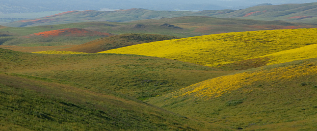 Yellow and orange wildflowers on the rolling hills in rural california