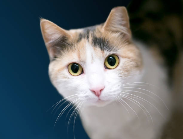 un chat domestique de calico à poil court avec son oreille gauche a basculé - spay photos et images de collection