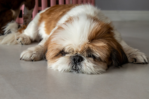 Lazy dog. Funny Shih tzu dog sleeping and relaxing on the floor at home. Pet lifestyle and health concept. No focus, specifically.