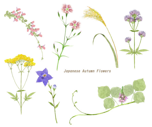 japanische herbstblumen - prachtnelke stock-grafiken, -clipart, -cartoons und -symbole