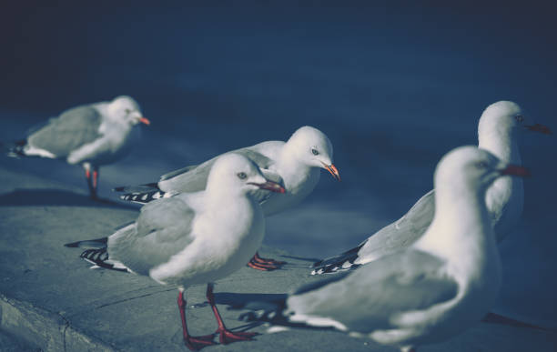 istock The close-up of sea gull 1252166063