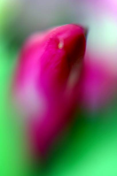 istock Red and bright green abstract picture of a flower using selective focus 1252179185