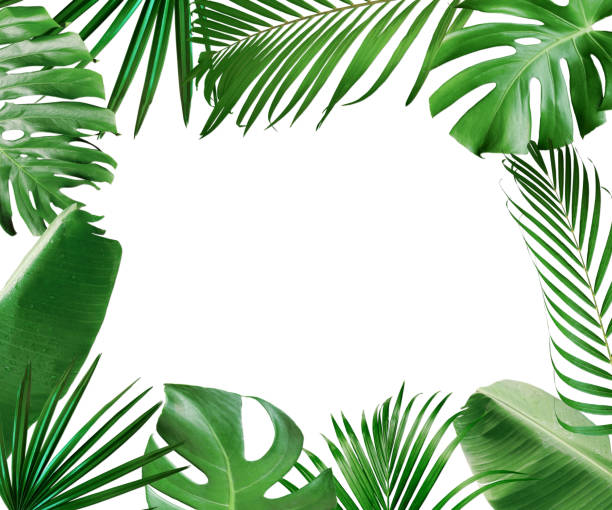 istock Tropical  leaves foliage frame isolated on white background 1252179257
