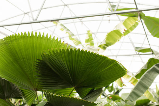 Cyathea spinulosa (Hego)