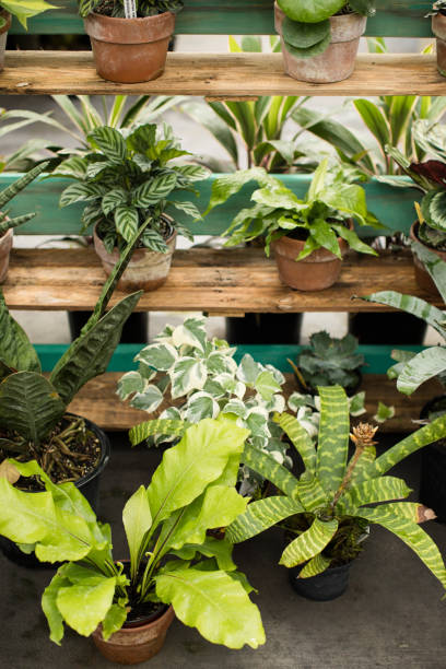 istock Rare Tropical Plants in Rustic Terri-cotta Pots in Bright Natural Light 1252189064
