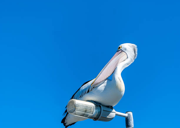 istock Pelican bird sitting on top of a light pole with blue sky background 1252189533