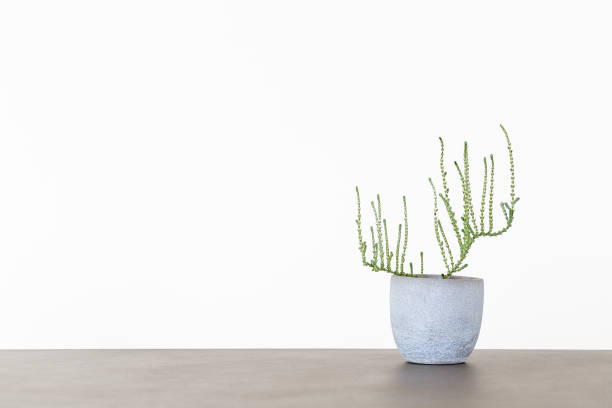 istock Small succulent in a grey pot on a concrete table 1252192171