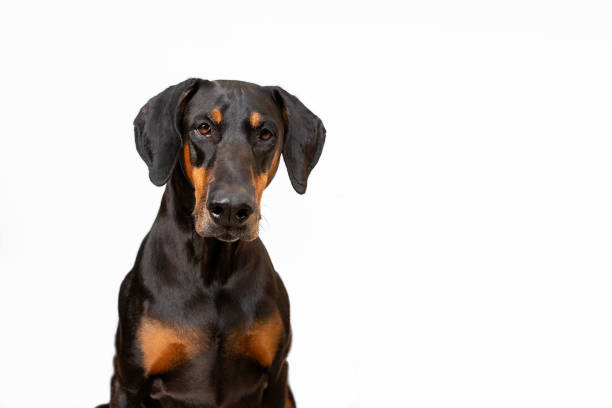 istock Doberman dog with natural floppy ears with copy space 1252192189
