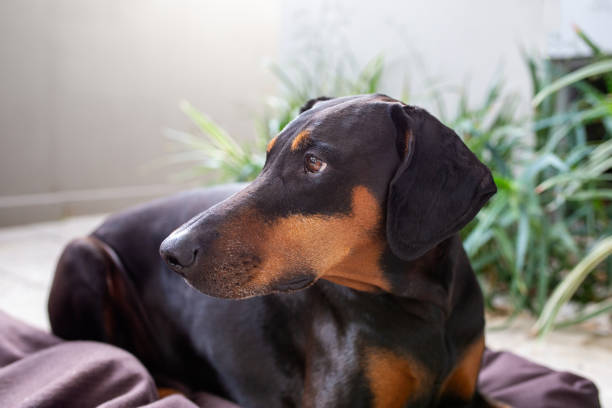A Doberman lies on a dark surface, wearing a golden royal crown adorned with jewels. The dog's sleek, black and tan coat contrasts with the ornate headpiece, creating an elegant and regal appearance. The background is also dark, making the dog and crown stand out prominently.