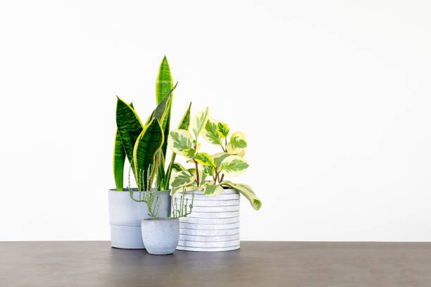 istock Three houseplants in pots isolated against a white background with copy space. 1252192754