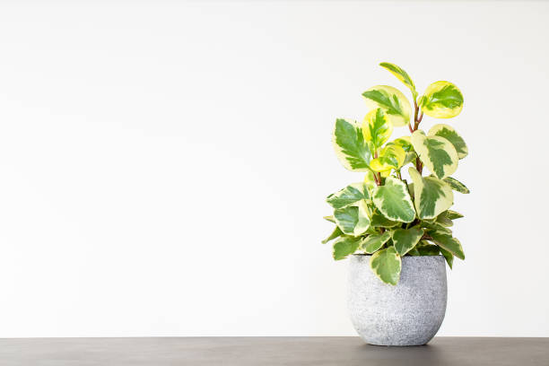 istock Peperomia houseplant in a grey pot on a concrete table 1252192765