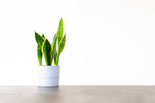 istock Sansevieria houseplant in a white pot on a concrete table 1252192772