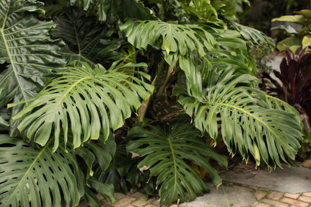 istock Giant Monstera Plant Growing Wildly 1252196513