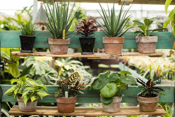 istock Rare Tropical Plants in Rustic Terri-cotta Pots in Bright Natural Light 1252199192