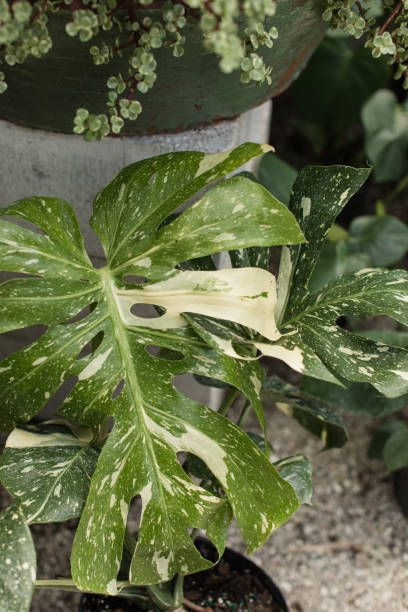 istock Giant Variegated Monstera Deliciosa 