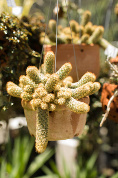 istock Rustic Hanging Succulent Plants in Bright Natural Light 1252200713