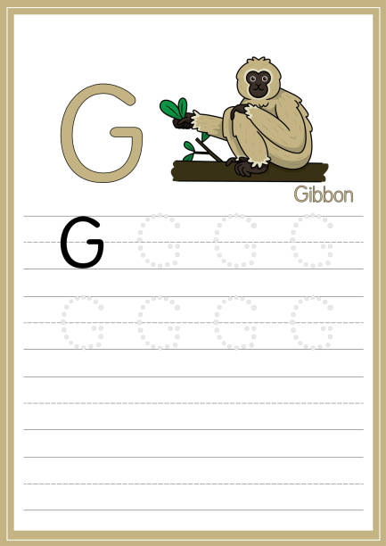 흰색 배경에서 분리된 긴팔원숭이의 벡터 그림입니다. 영어 편지를 인식하기 위해 어린이를위한 교육 및 학습 미디어로 사용하기위한 수도 문자 g 또는 아이들이 집과 학교에서 배우는 데 사용� - monkey sketch drawing showing stock illustrations