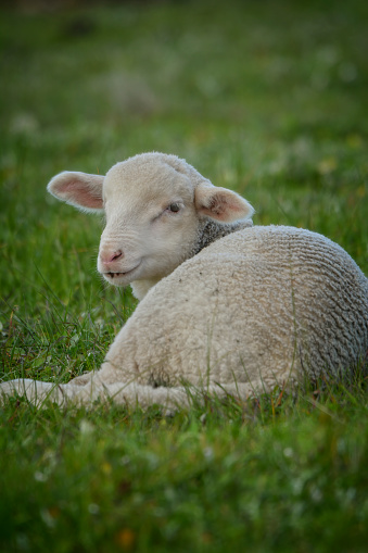 Baby Sheep laying in the sun on the grass