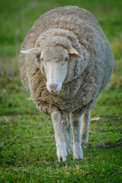 양 클��로즈업 - sheep grazing vertical photography 뉴스 사진 이미지