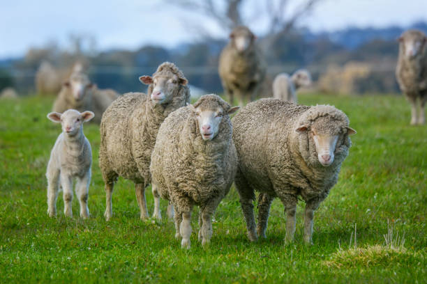 パドックの中の羊 - merino sheep ストックフォトと画像