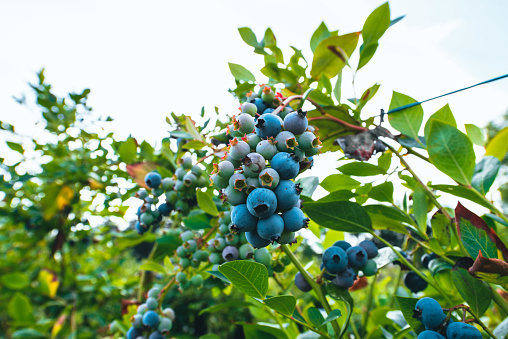Wild blueberries growing in Tasmania, Australia.