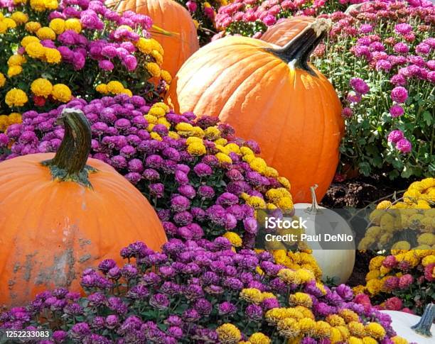 Kürbisse Und Mütter Stockfoto und mehr Bilder von Chrysantheme - Chrysantheme, Blume, Herbst