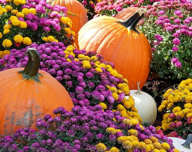 citrouilles et mamans - autumn pumpkin flower food photos et images de collection