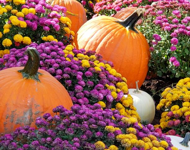 Pumpkins and Mums Pumpkins and Mums gourd photos stock pictures, royalty-free photos & images