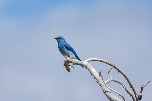 istock Mountain bluebird on a barren tree. 1252234624