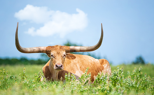 Texas longhorn lying down in the grass in the pasture. Blue sky background.