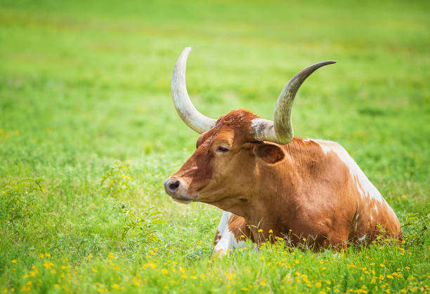 istock Texas longhorn lying down in the summer pasture 1252249495