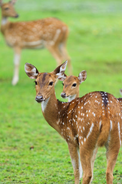 istock Sri Lankan Axis Deer on Alert for Danger 1252249496