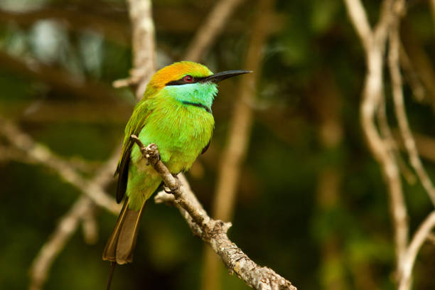 istock Little Green Bee-eater on a branch 1252249497