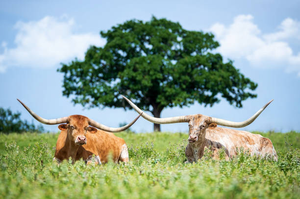 istock Texas longhorn cattle lying down in the summer pasture 1252249507