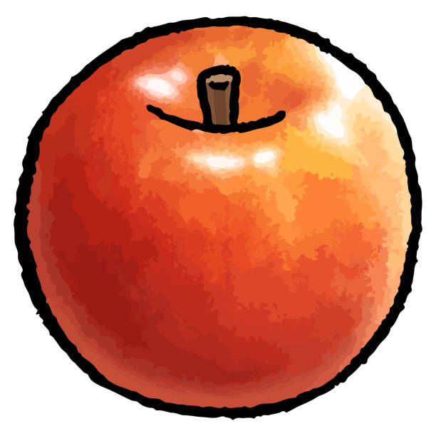 ilustraciones, imágenes clip art, dibujos animados e iconos de stock de ilustración vectorial dibujada a mano de manzanas - agriculture autumn apple greengrocers shop