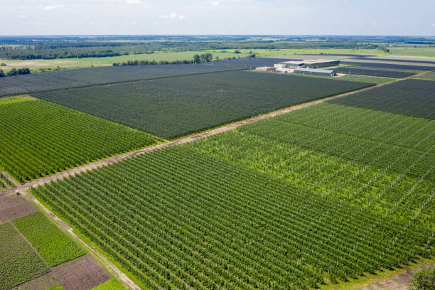 vista desde arriba en el gran huerto de manzanas. fotografía aérea - chess field fotografías e imágenes de stock